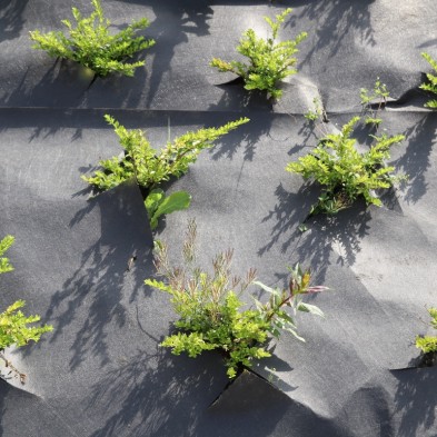 geotextil-plantex-gold-125-gr-rollos